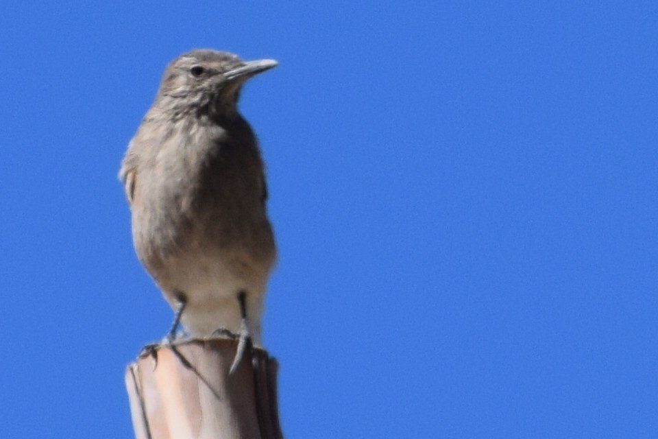 Black-billed Shrike-Tyrant - ML30139561