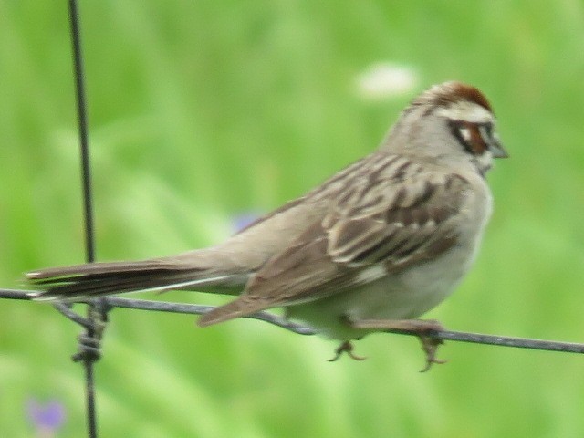 Lark Sparrow - Joan Norek