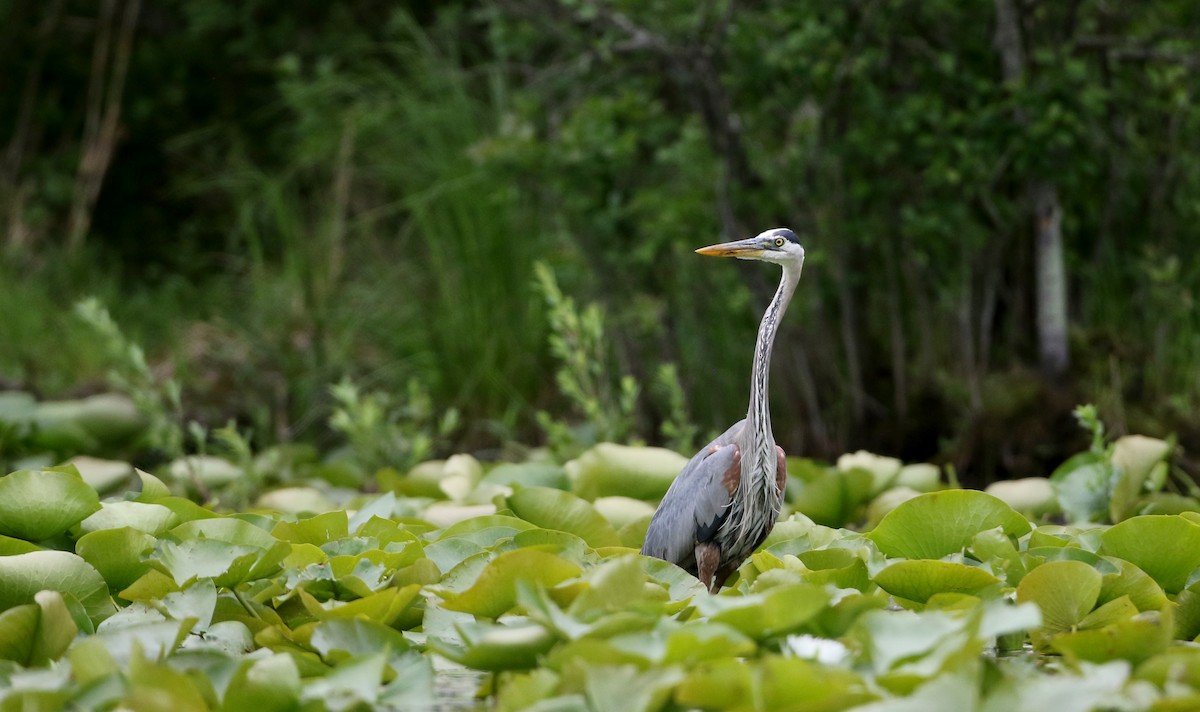 Great Blue Heron (Great Blue) - ML30139621