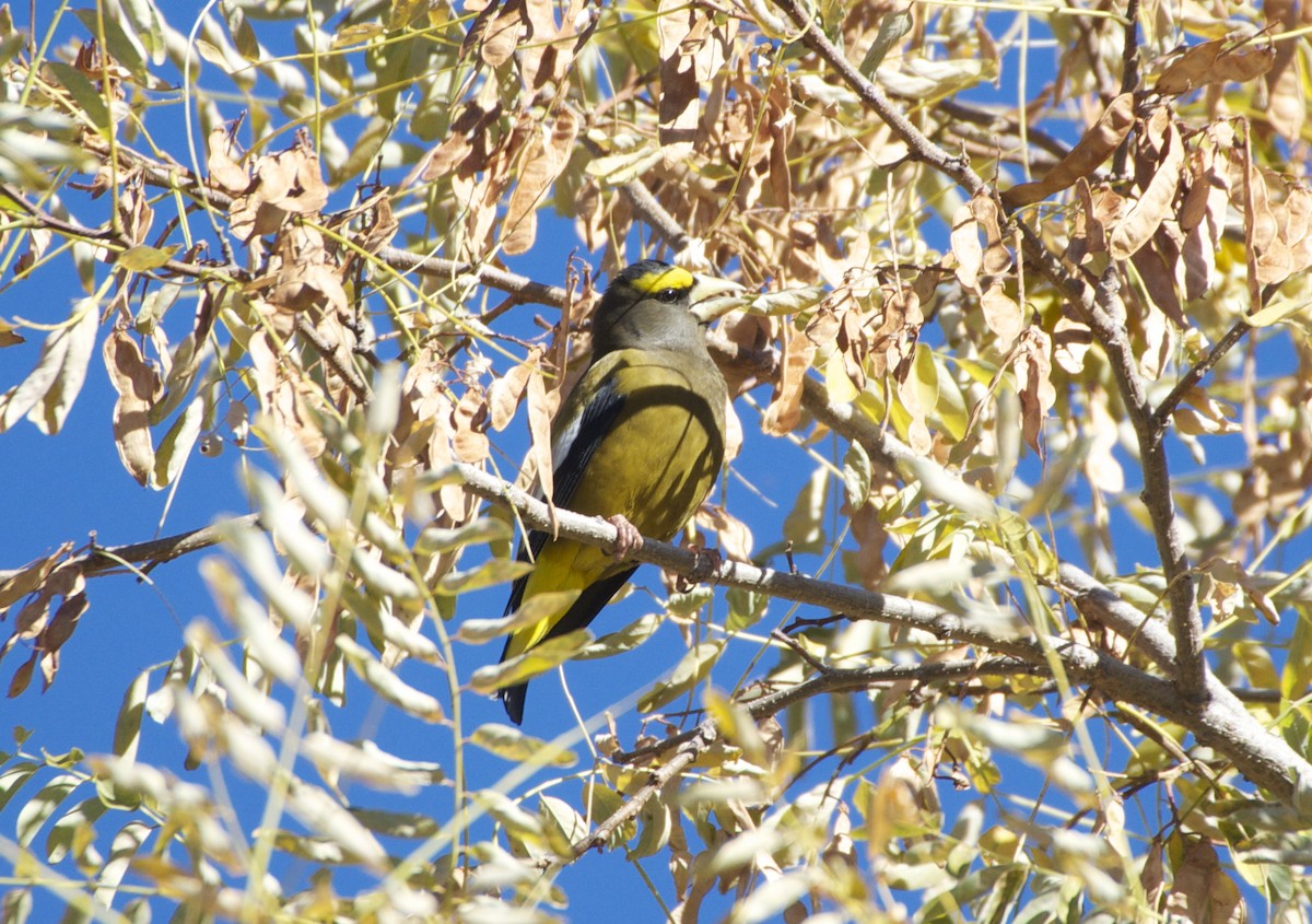 Evening Grosbeak - ML301396551