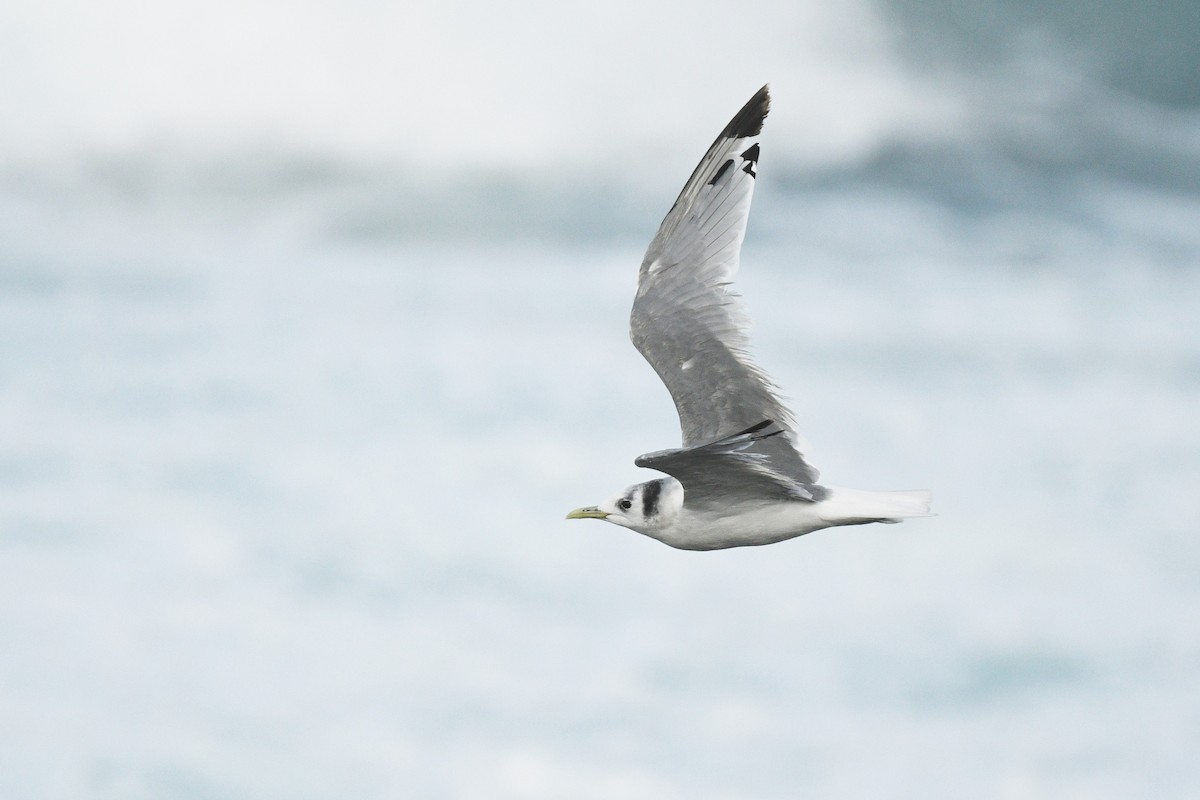 Black-legged Kittiwake - Jim Pawlicki