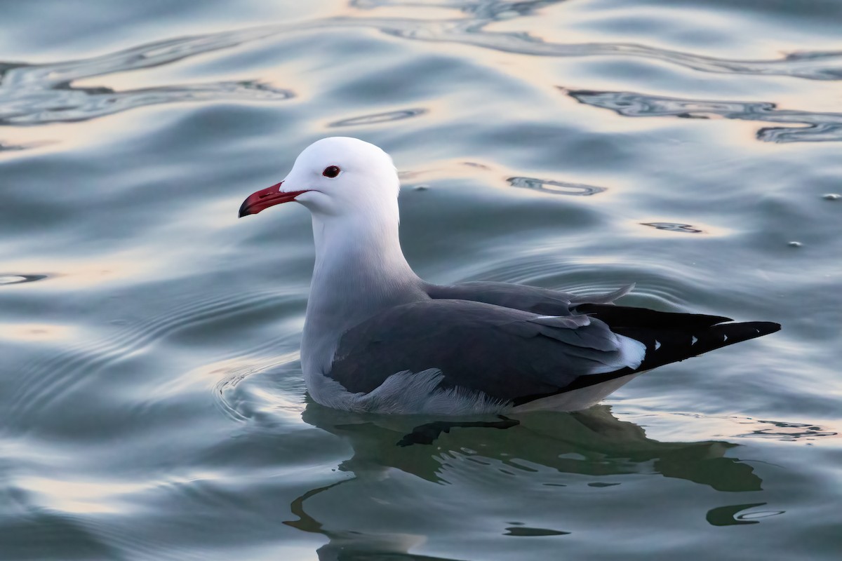 Heermann's Gull - ML301397621