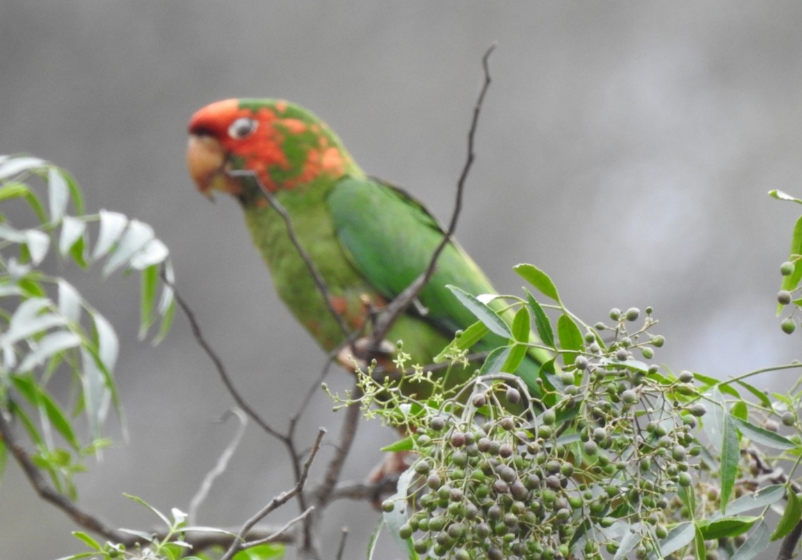 Mitred Parakeet - ML301397951