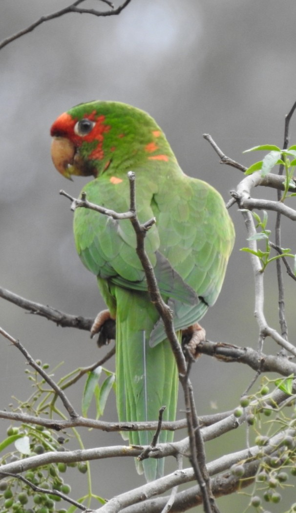 Conure mitrée - ML301397971