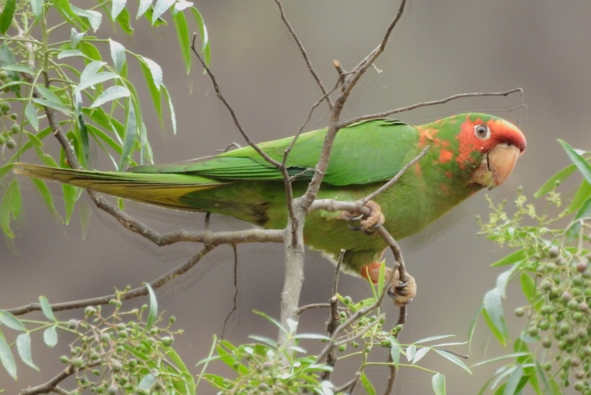 Mitred Parakeet - ML301398011