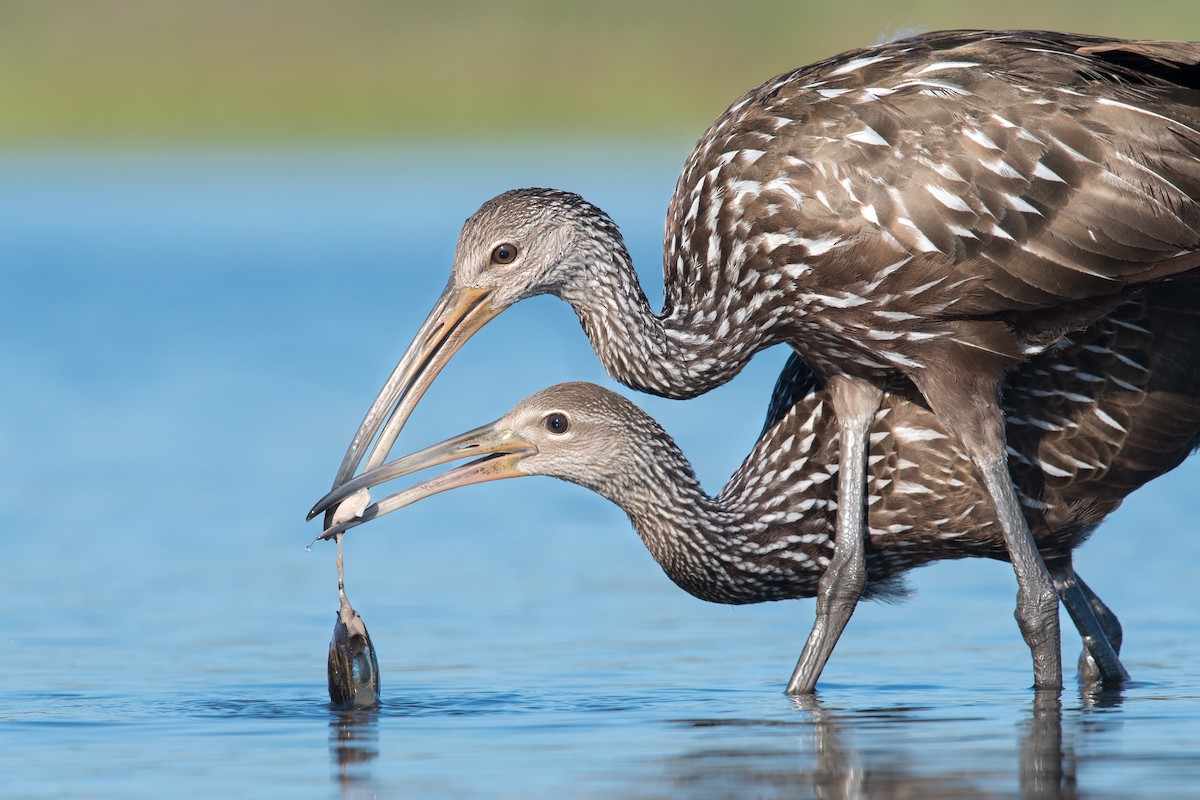 Limpkin - Melissa James