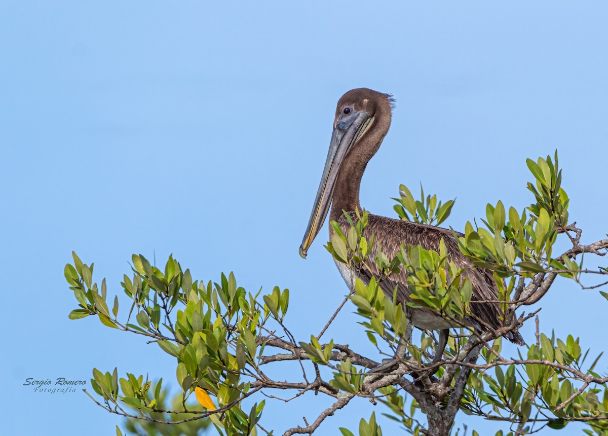 Brown Pelican - ML301398871