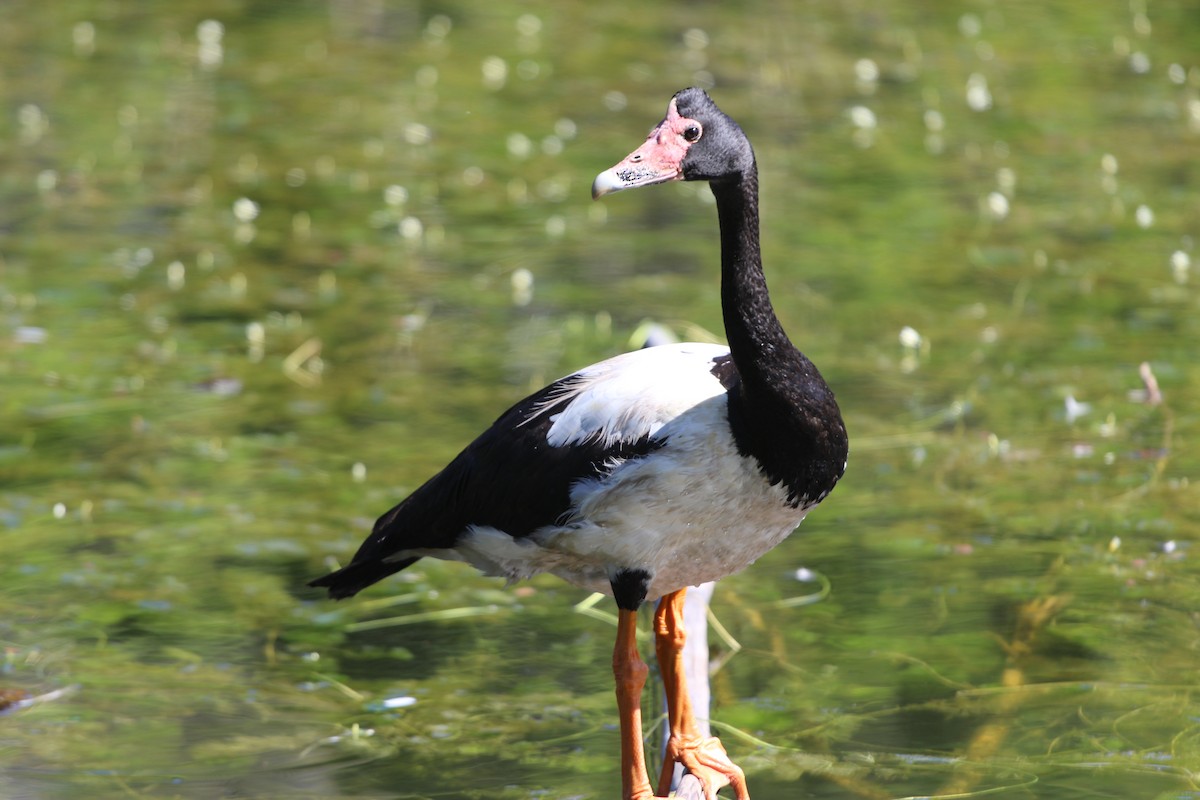 Magpie Goose - Patrick Brabant