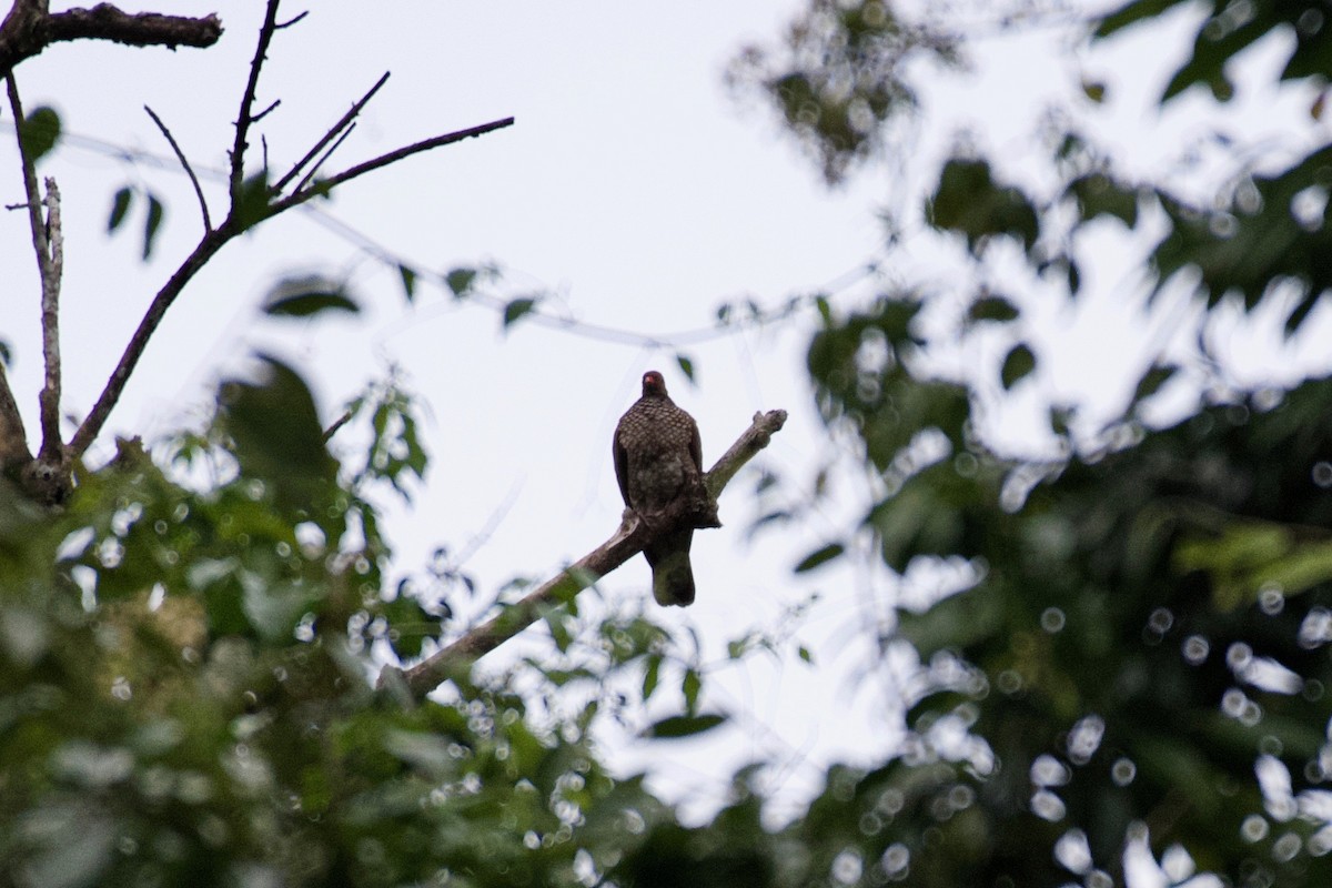 Scaled Pigeon - ML301399211