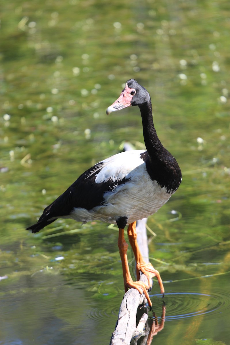 Magpie Goose - Patrick Brabant