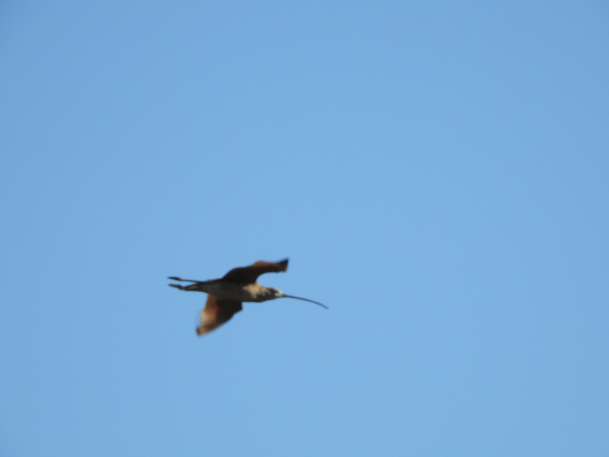 Long-billed Curlew - ML301399521