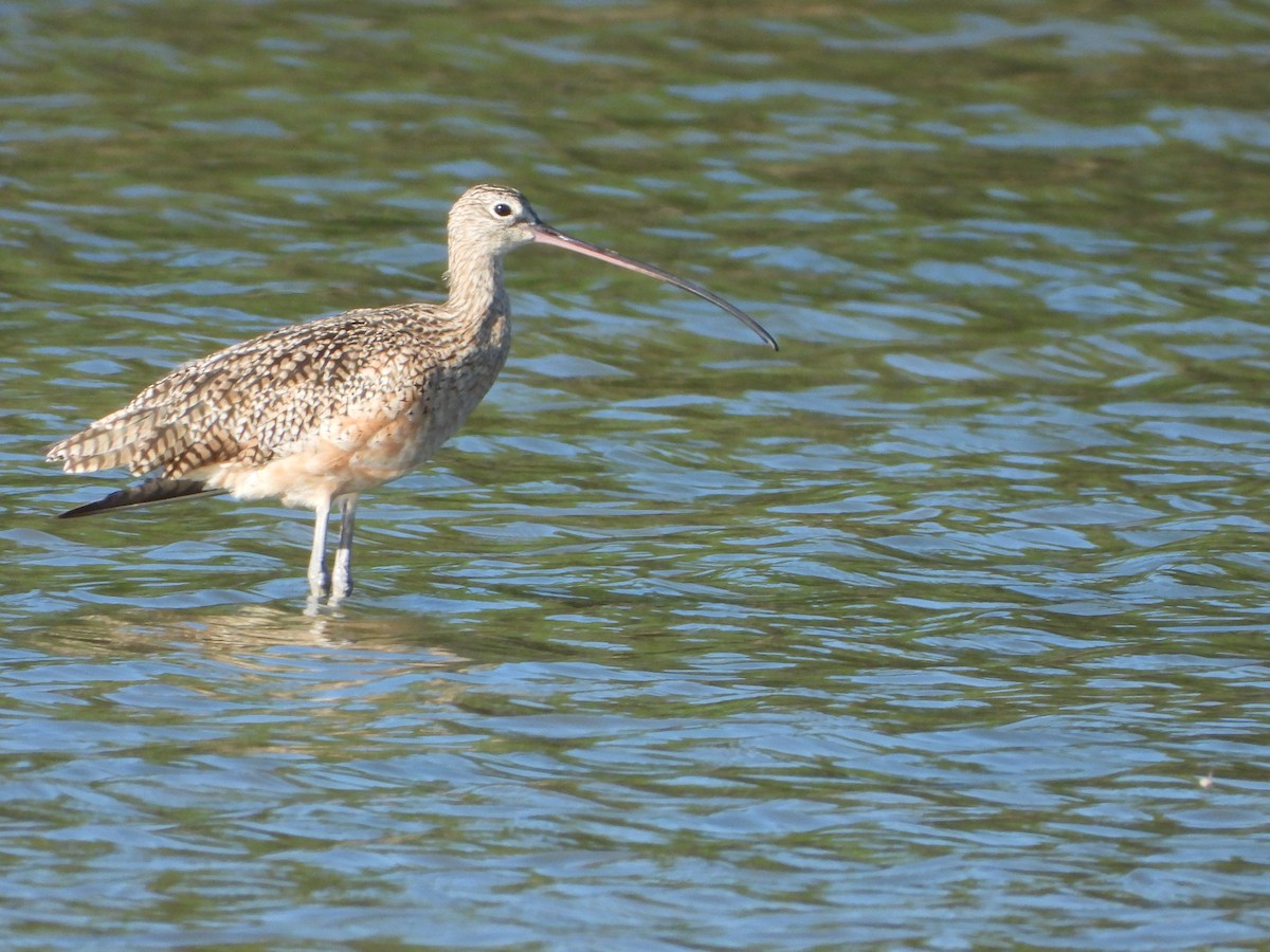 Long-billed Curlew - ML301399911