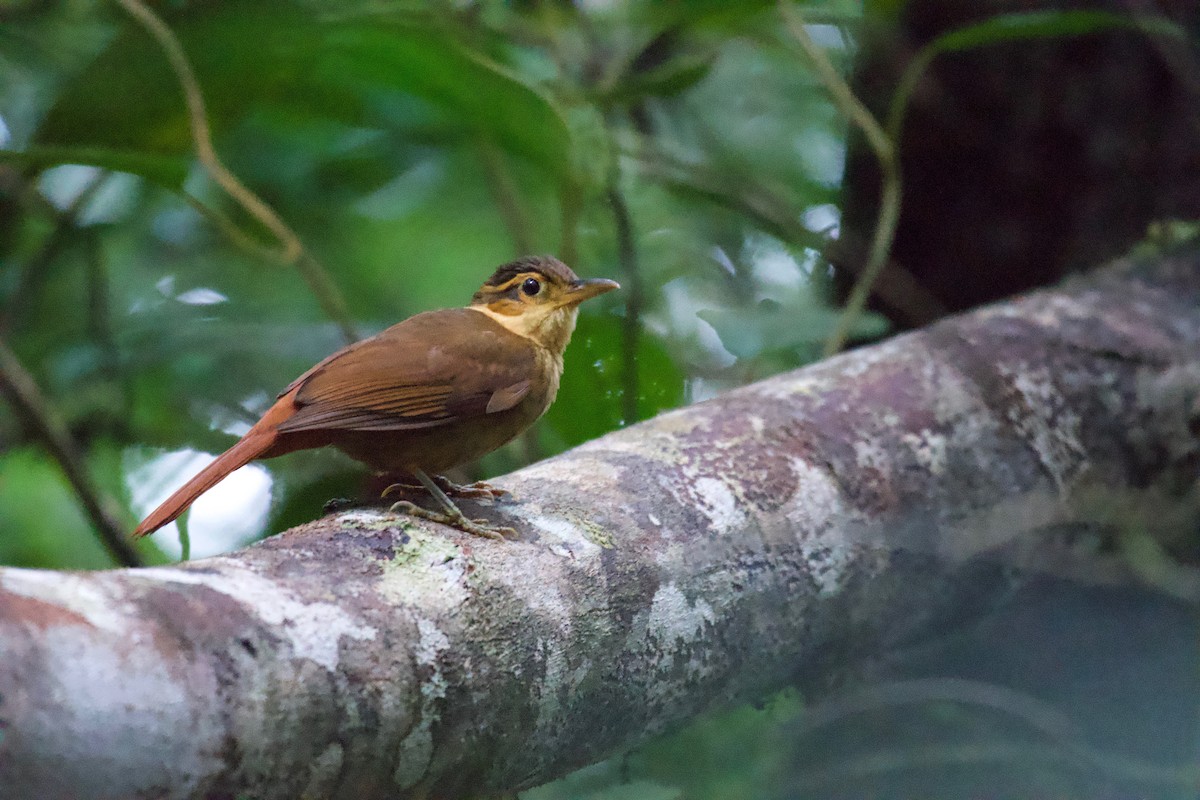 Fawn-throated Foliage-gleaner (Mexican) - ML301400431