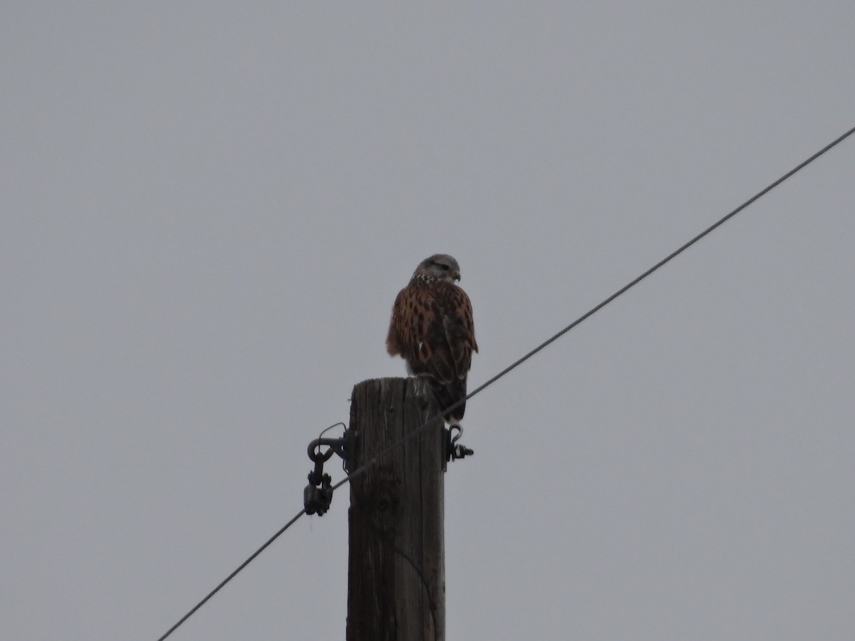 Ferruginous Hawk - Pomera Fronce