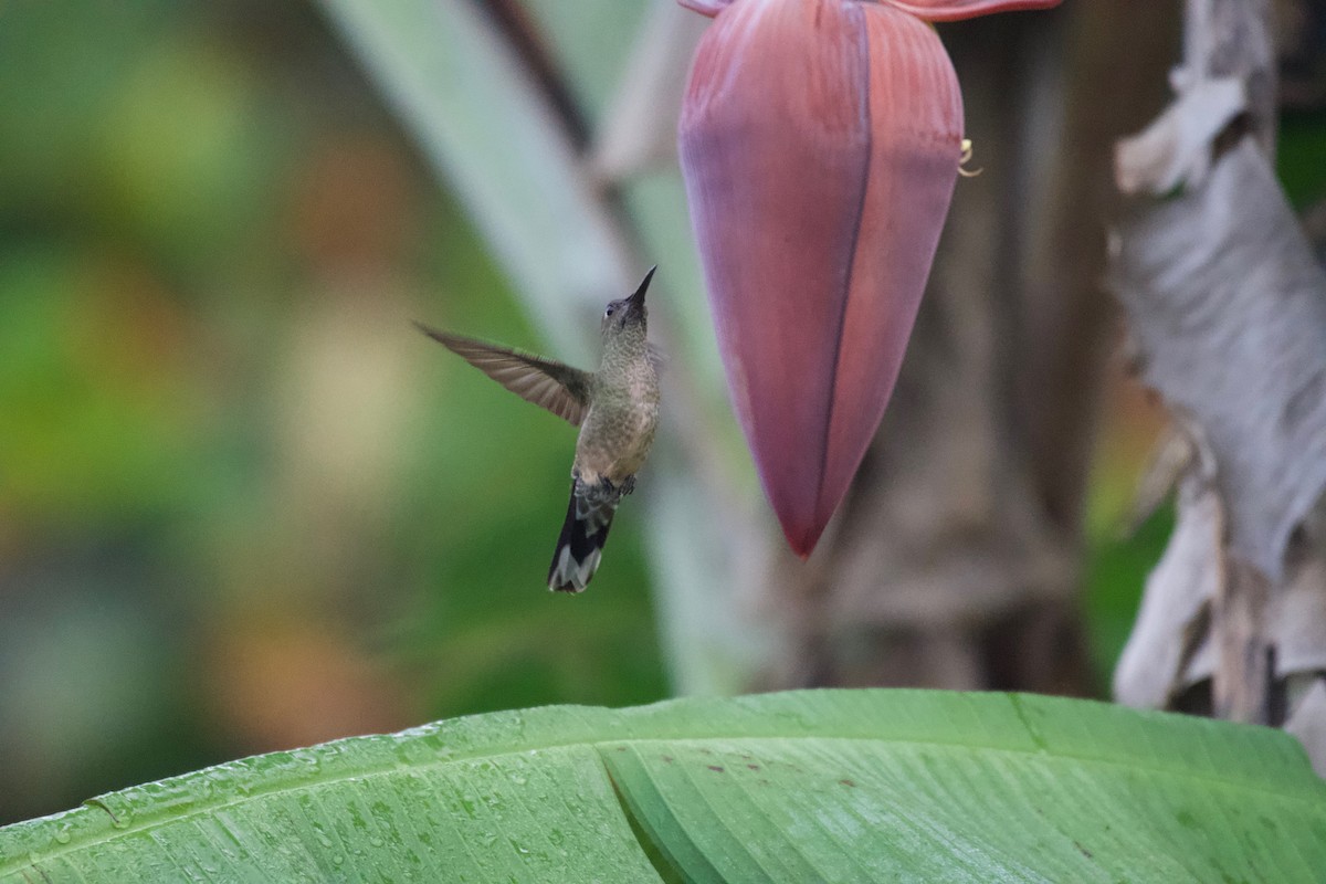 Scaly-breasted Hummingbird - Johan Bergkvist