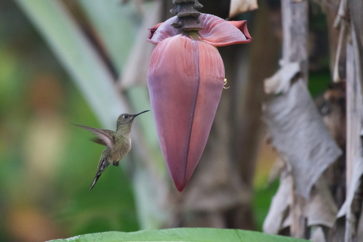 Scaly-breasted Hummingbird - Johan Bergkvist