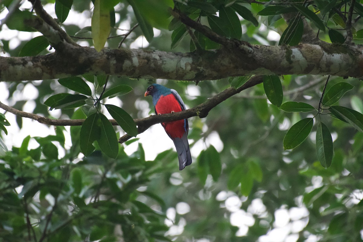 Slaty-tailed Trogon - ML301402161