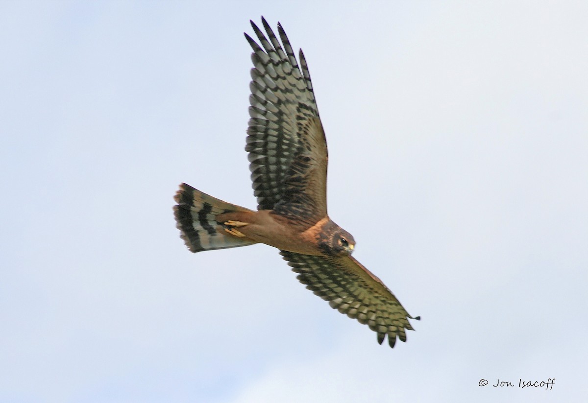 Northern Harrier - ML301402771