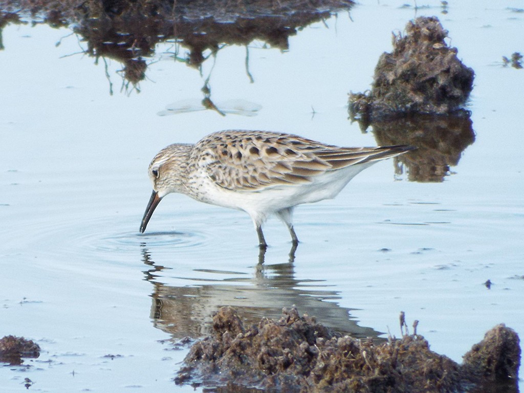 White-rumped Sandpiper - ML30140281