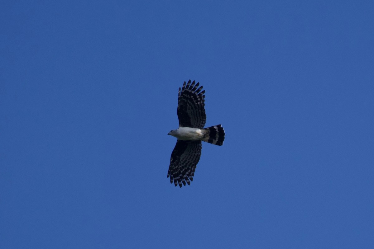 Gray-headed Kite - ML301403061