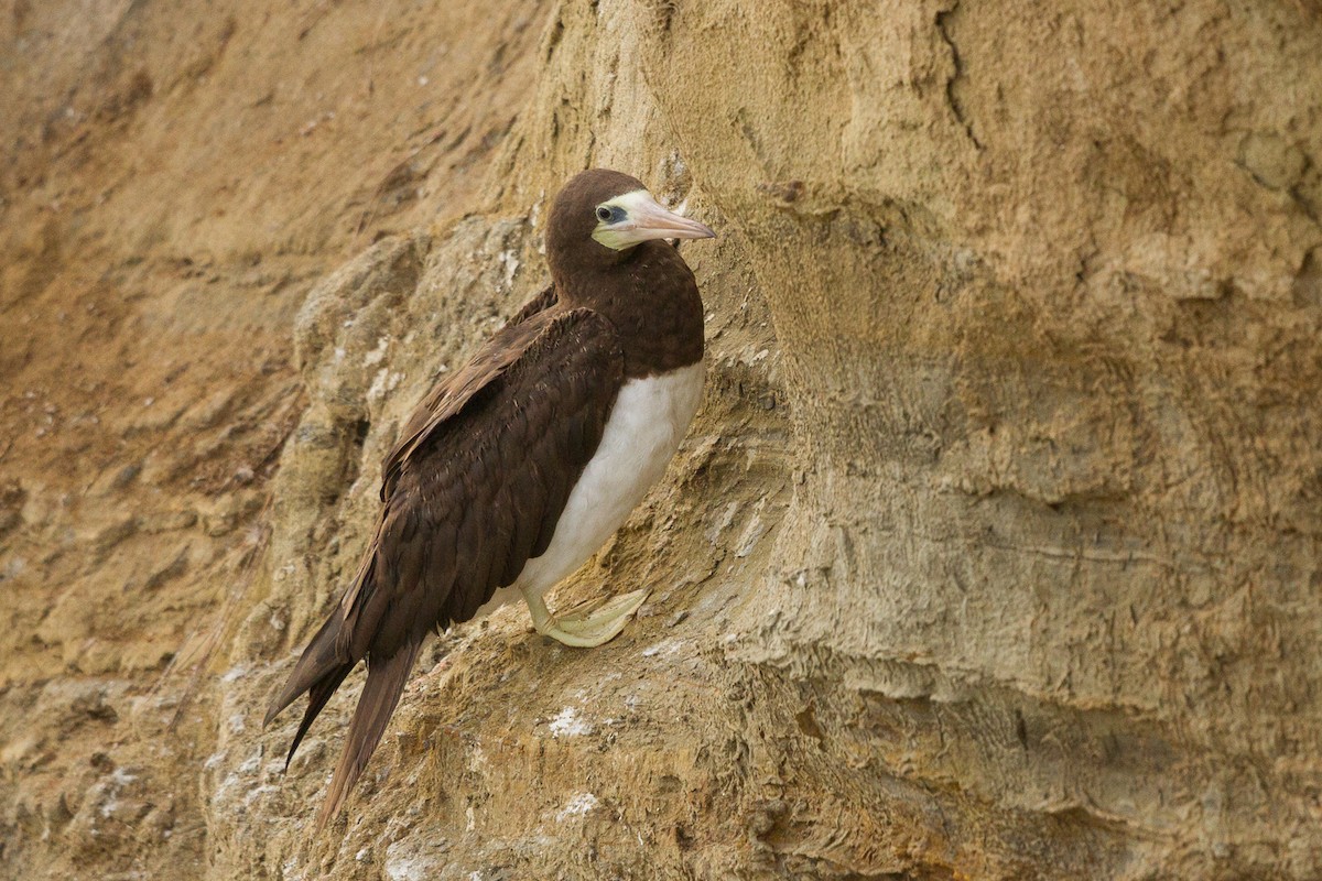 Brown Booby - ML301403461