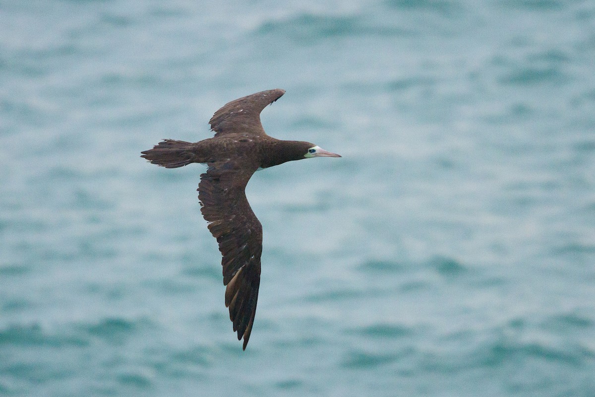 Brown Booby - ML301403511