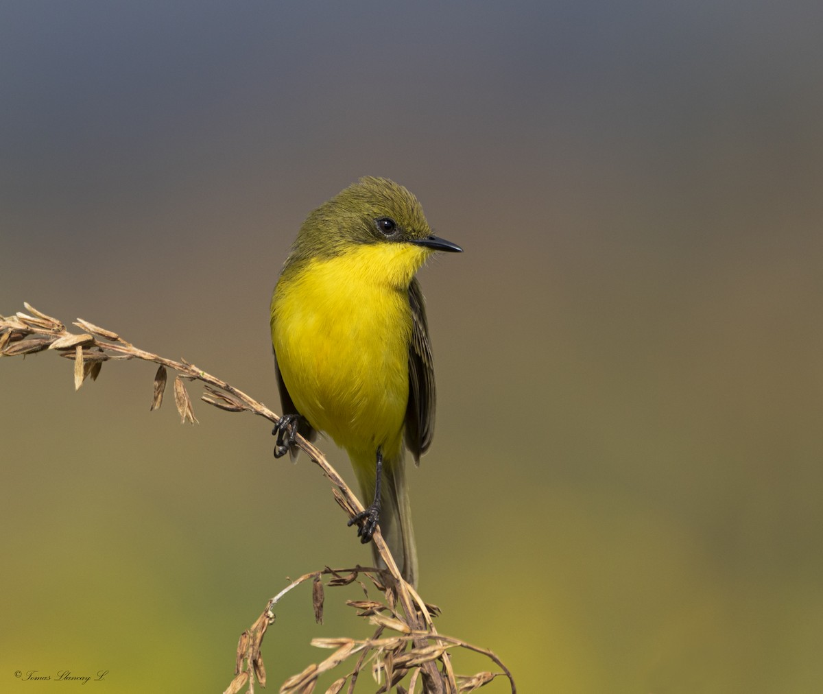 Subtropical Doradito - ML301405351