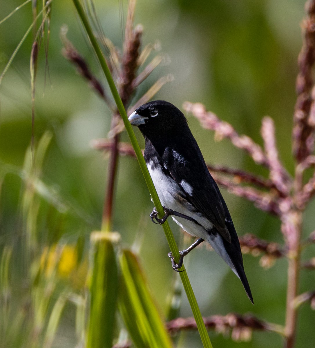 Black-and-white Seedeater - Tomas Llancay Levita