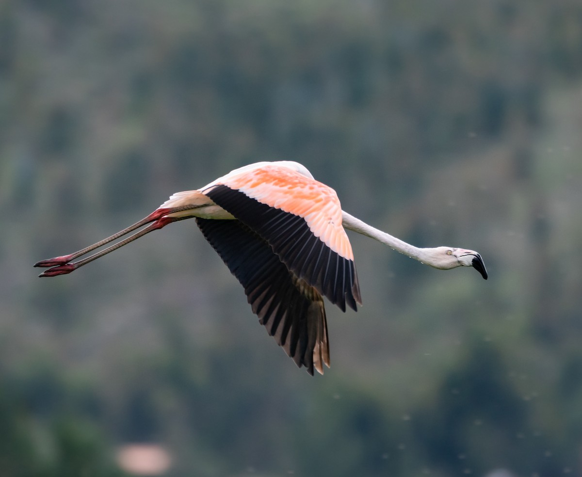 Chilean Flamingo - Tomas Llancay Levita