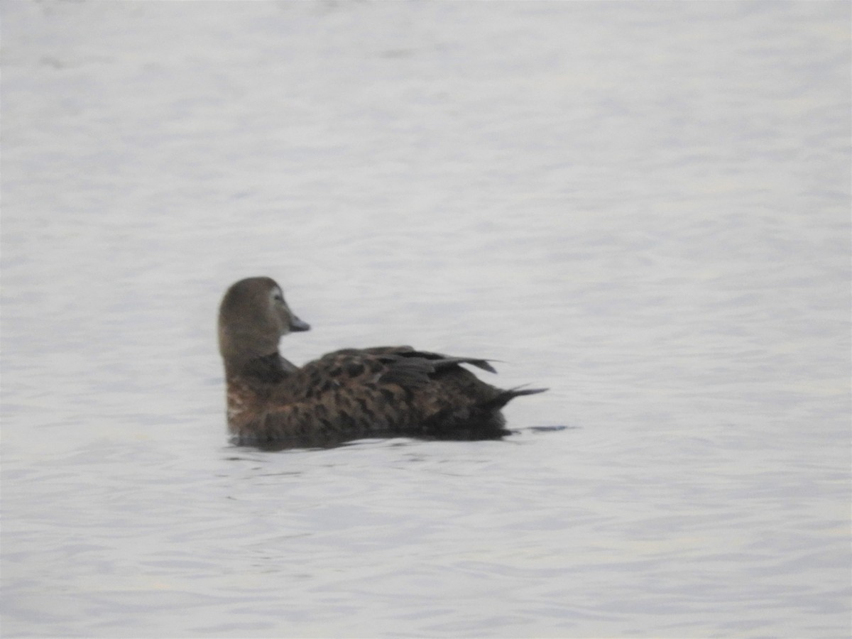 King Eider - ML301406421