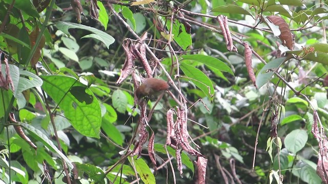 Russet Antshrike - ML301406911