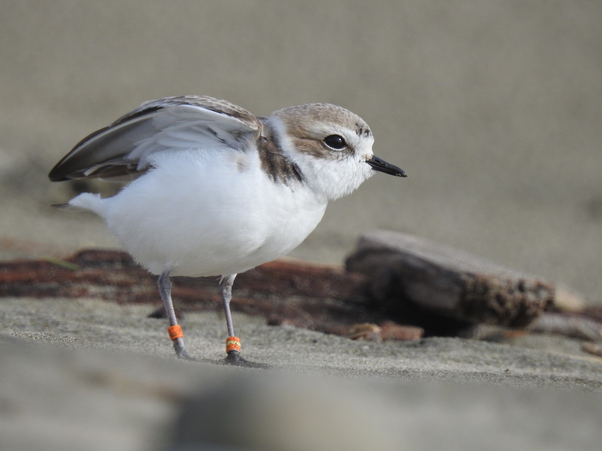 Snowy Plover - Isaac  Denzer