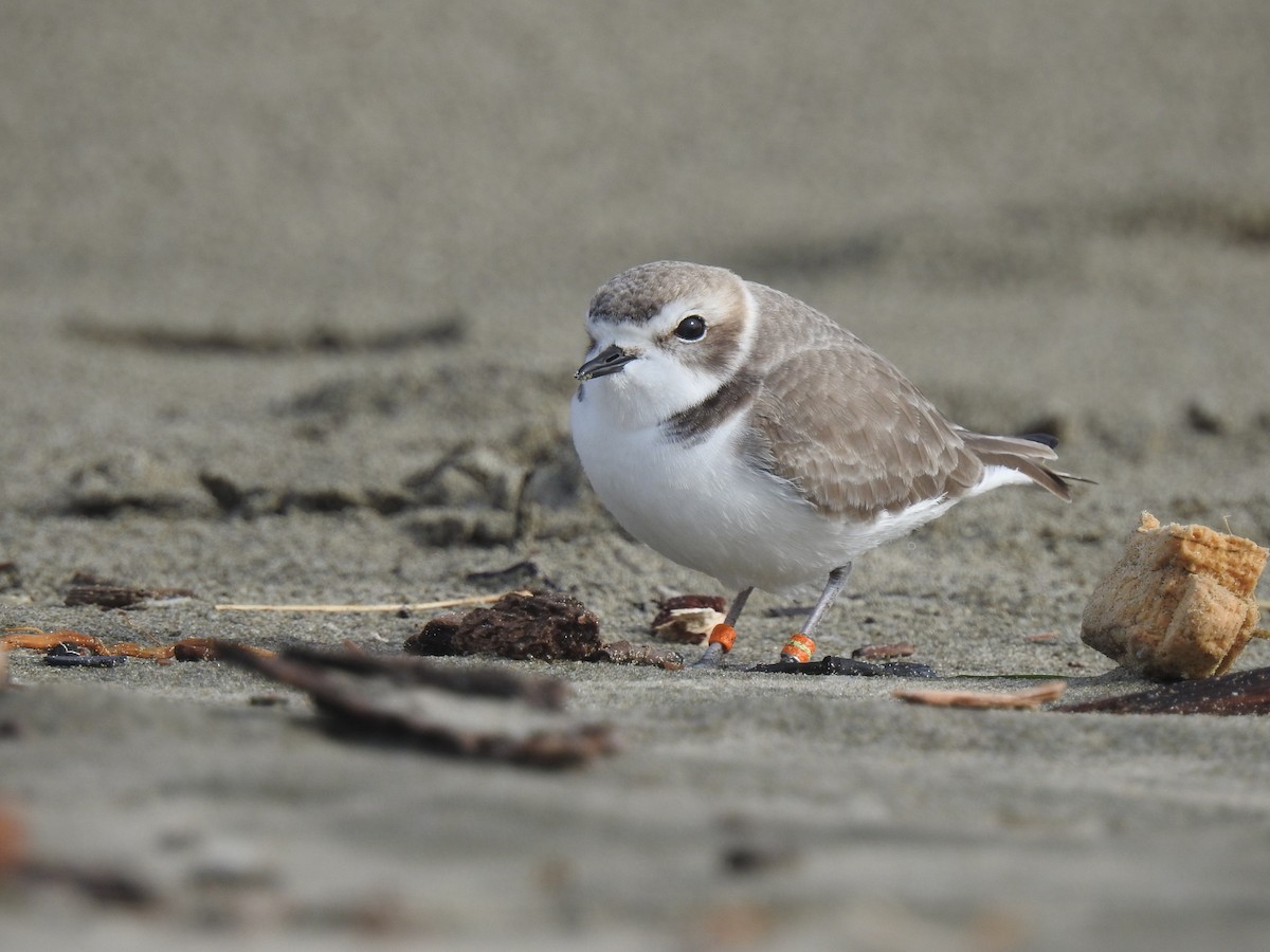 Snowy Plover - Isaac  Denzer