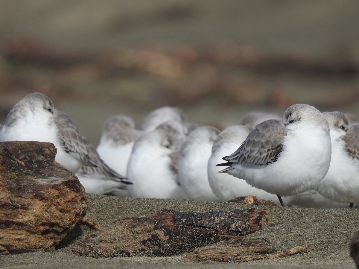 Sanderling - Isaac  Denzer