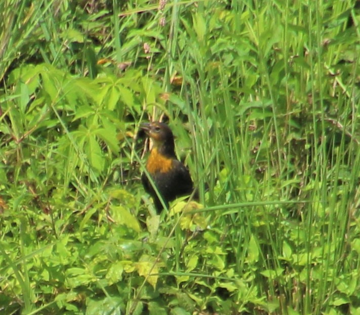 Yellow-headed Blackbird - ML301409011