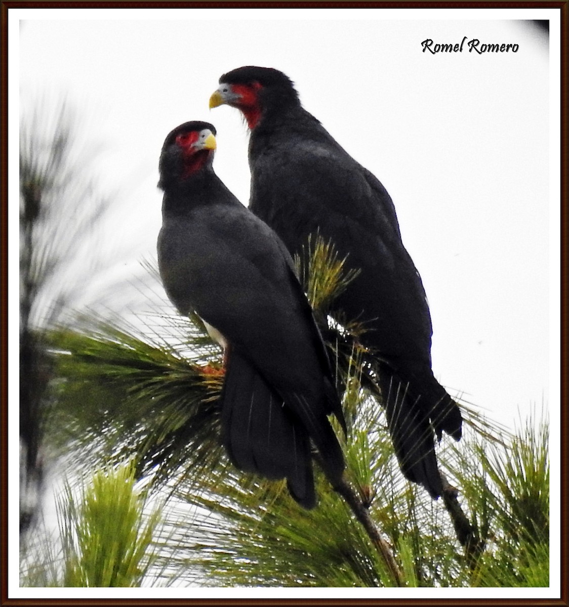 Red-throated Caracara - ML30140941