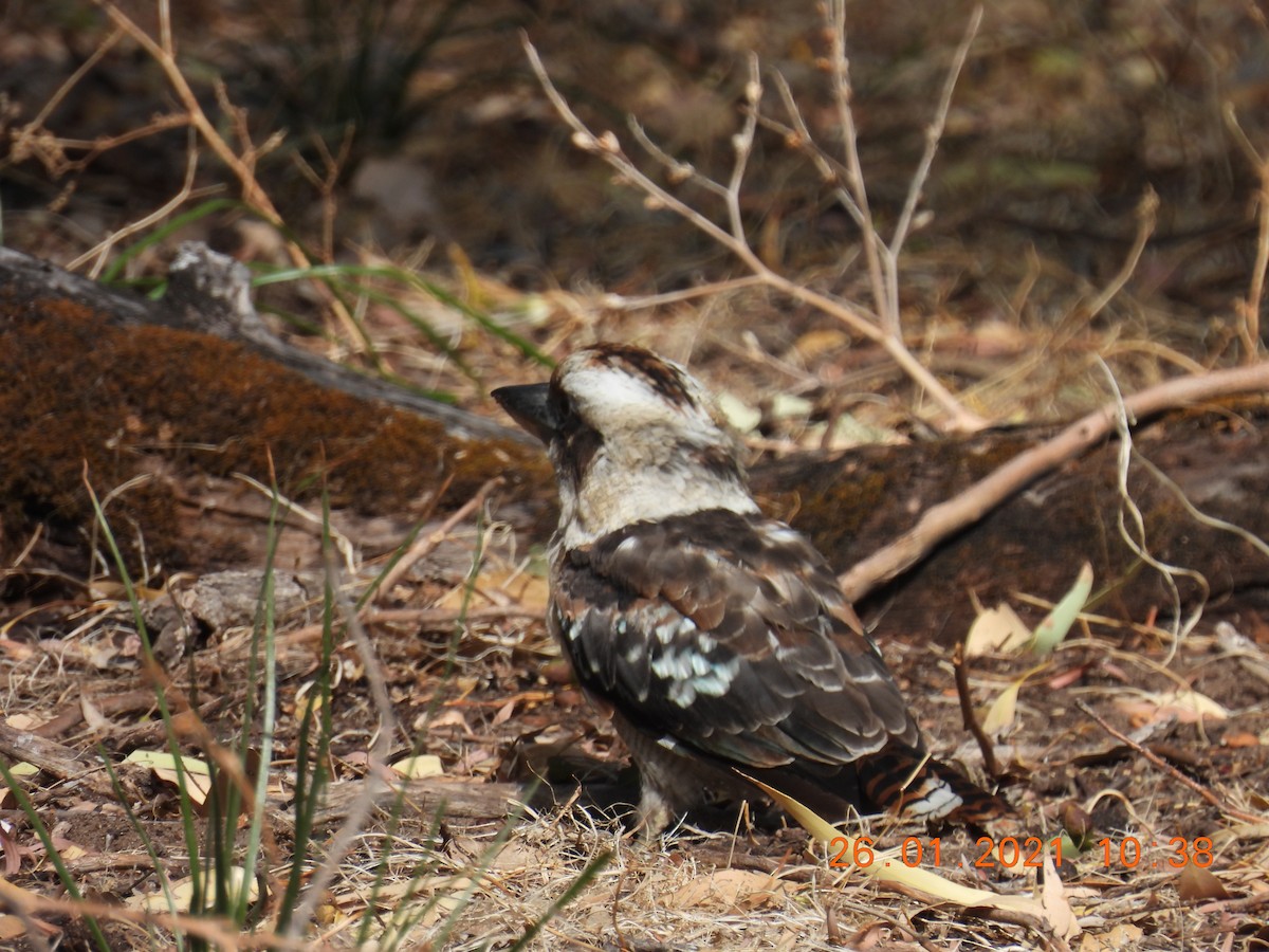 Laughing Kookaburra - ML301410851