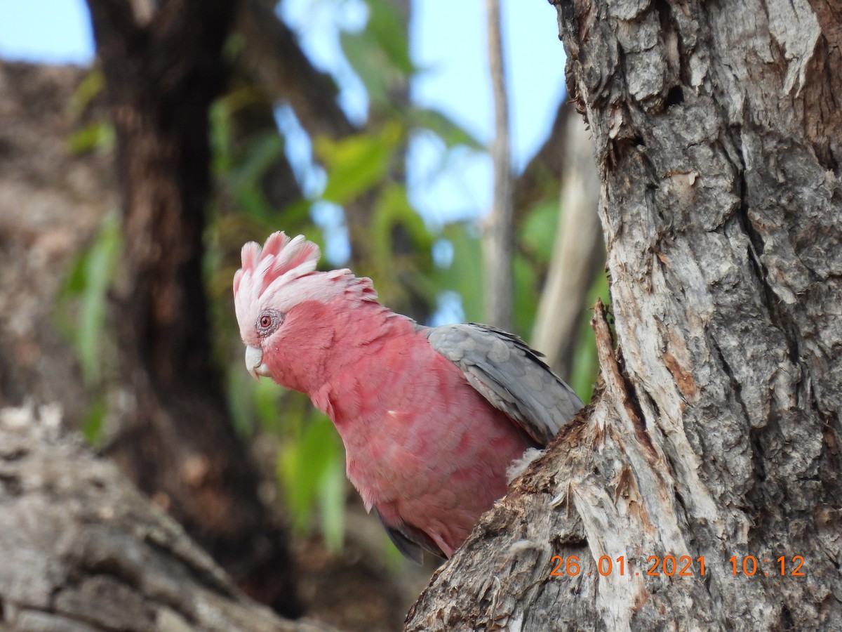 Galah - ML301411001