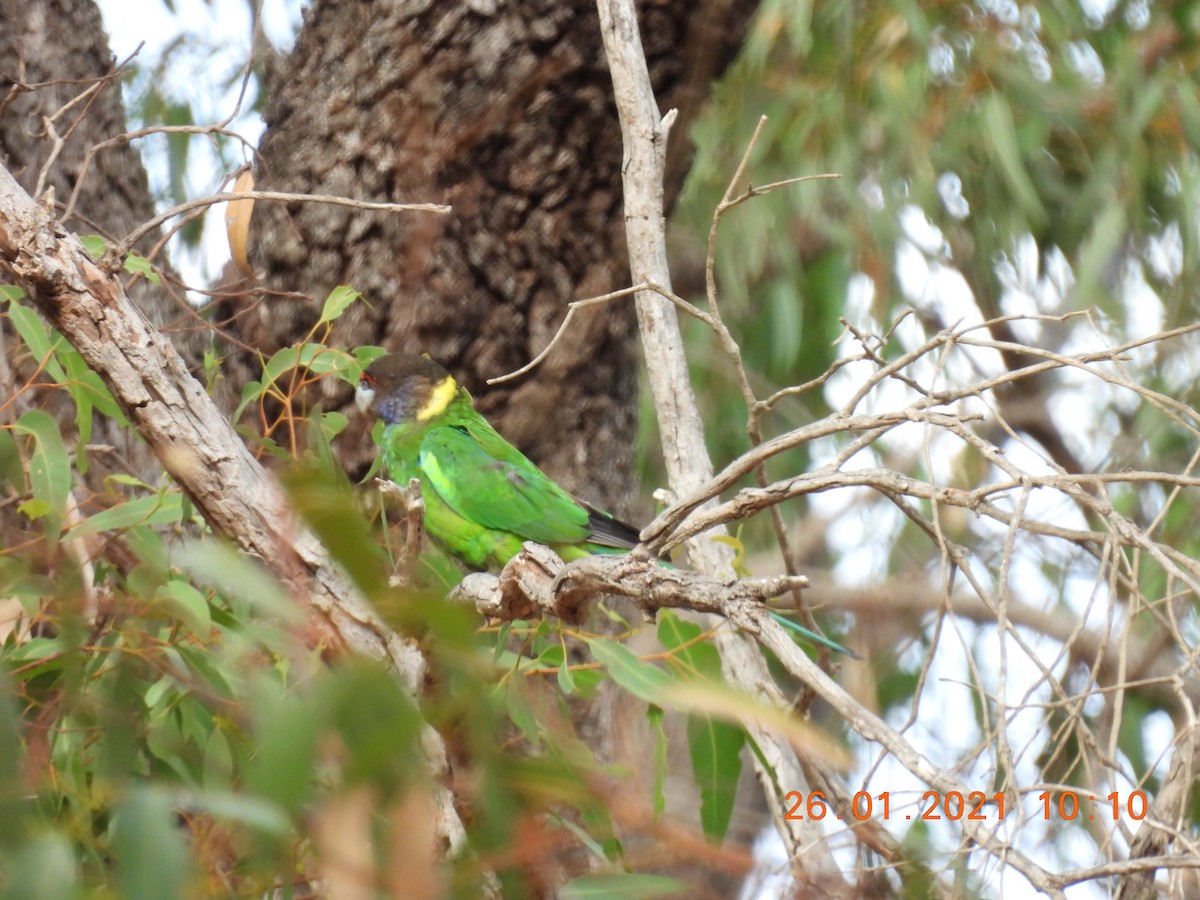 Australian Ringneck (Twenty-eight) - ML301411031