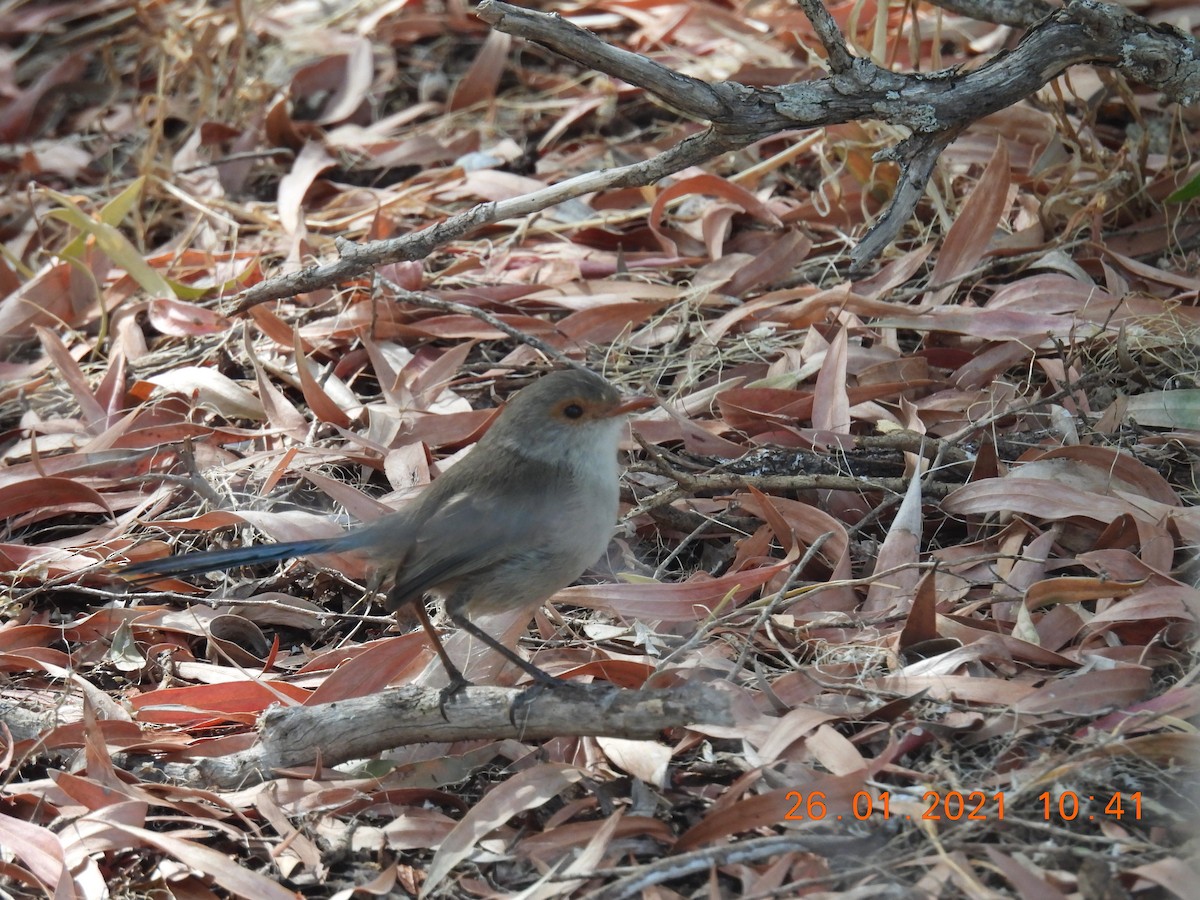 Splendid Fairywren - ML301411061