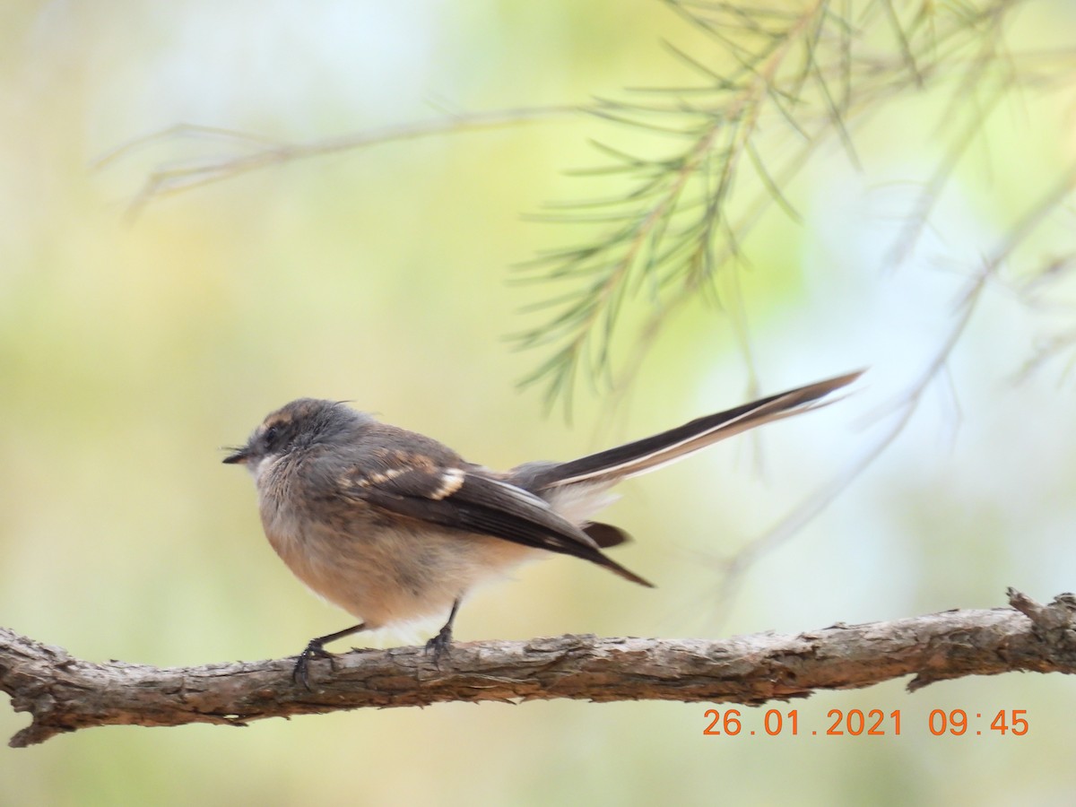 Gray Fantail (preissi) - ML301411121