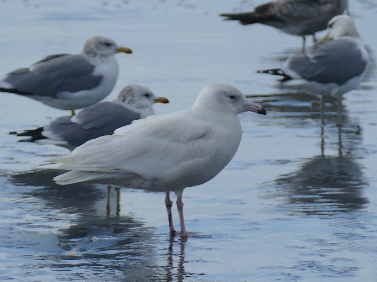 Glaucous Gull - ML301411131