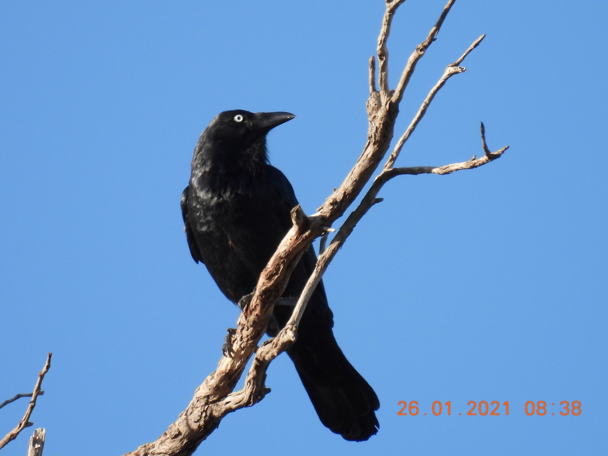 Australian Raven - ML301411171