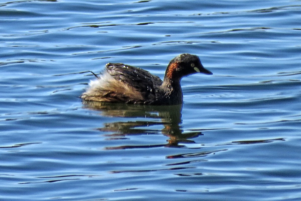 Australasian Grebe - ML301411201