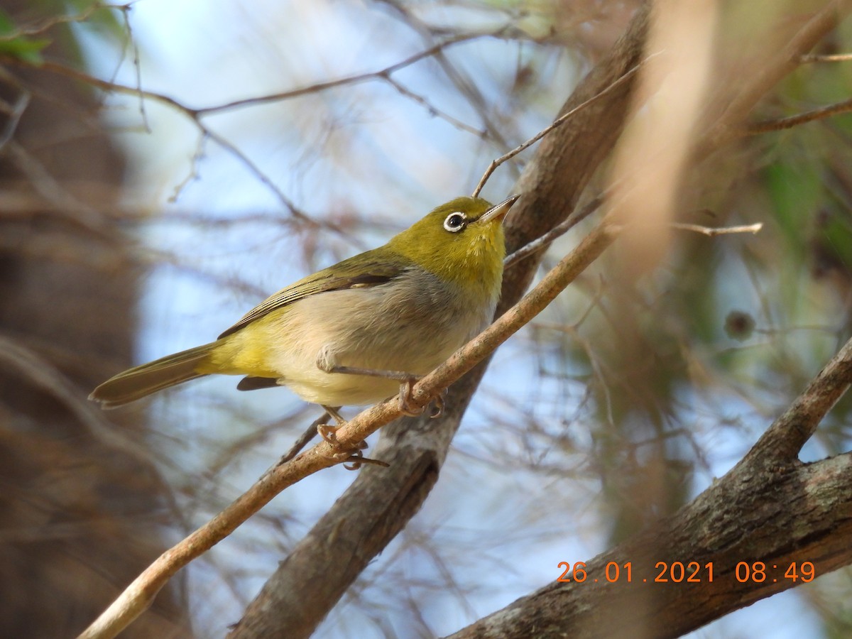 Silvereye - ML301411261