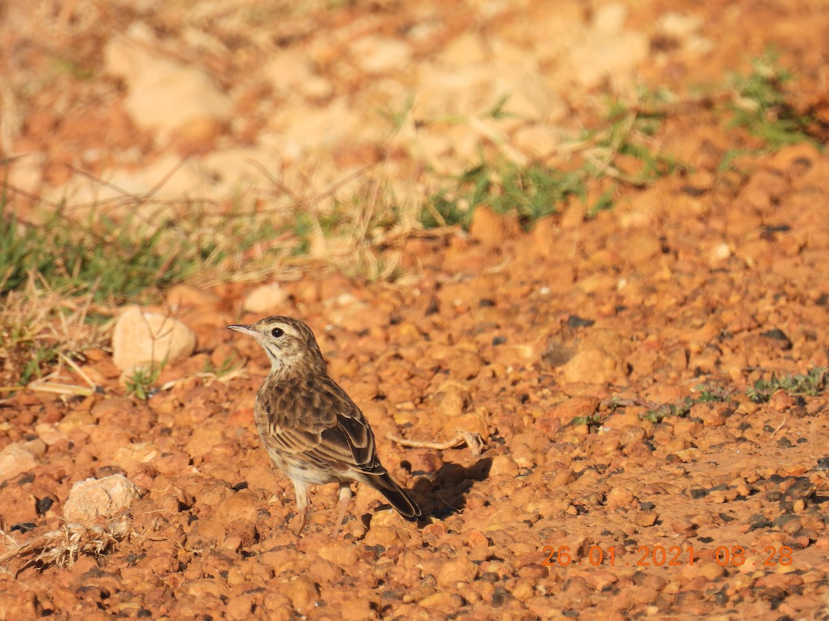 Australian Pipit - ML301411401