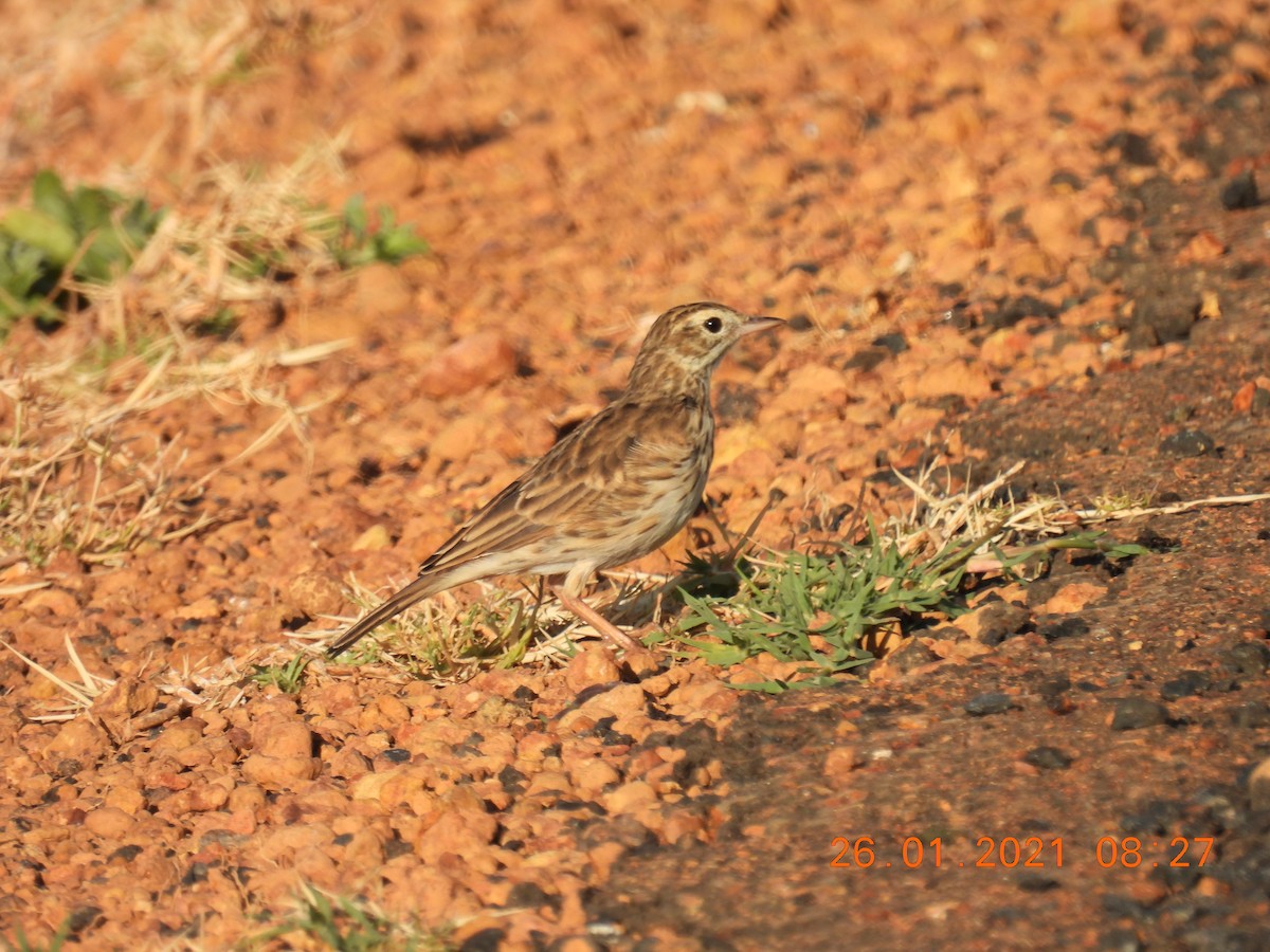 Australian Pipit - ML301411411