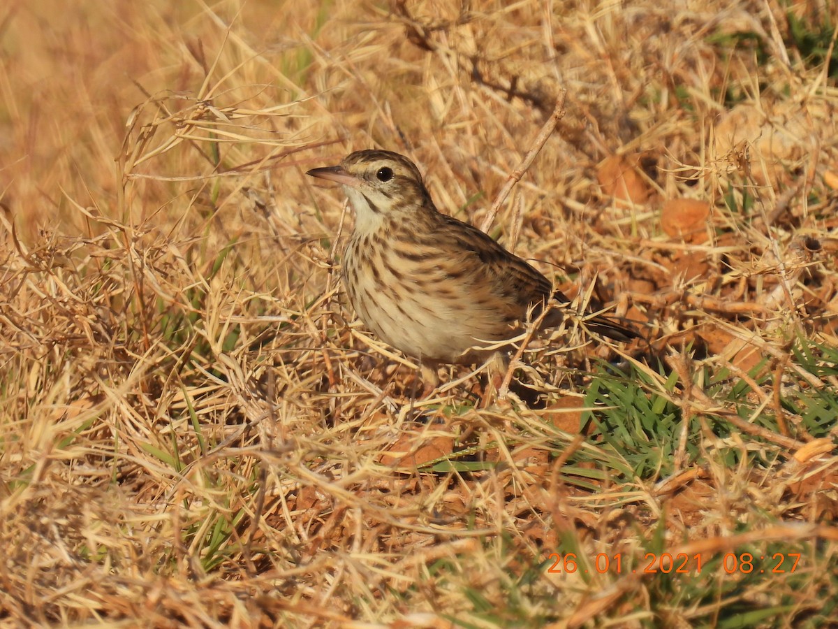 Australian Pipit - ML301411421
