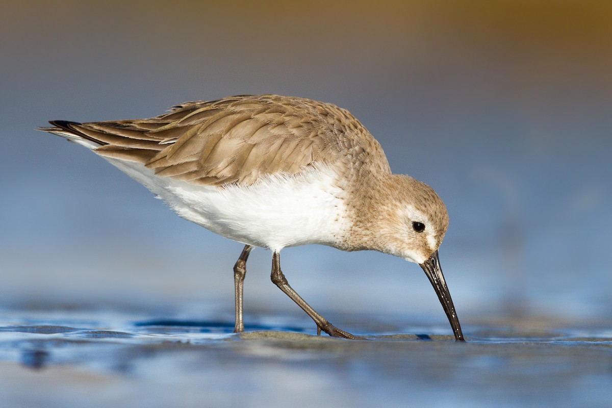 Dunlin - Ilya Povalyaev