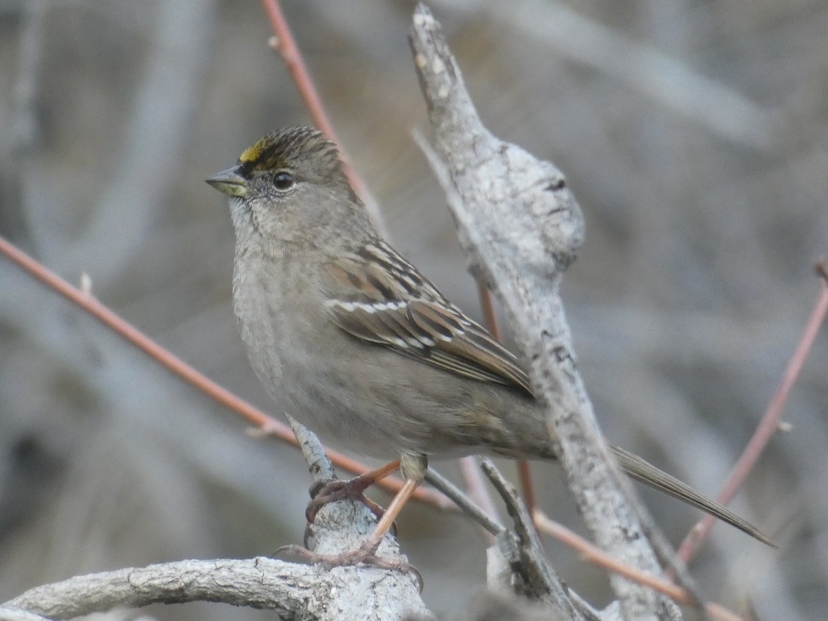Golden-crowned Sparrow - ML301412831